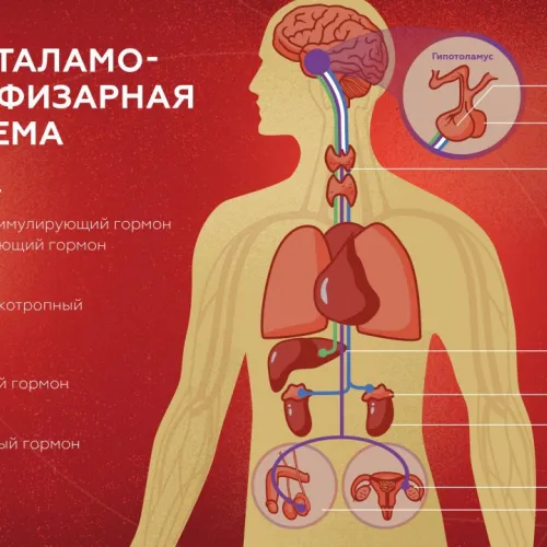 Центр эндокринной системы: кто управляет гормонами?
